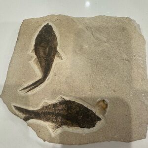 SOLD. 2 Mioplosus Fossil Fish Fossil Lake Green River Formation Wyoming WY